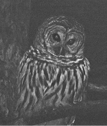 Barred Owl_B&W after - ID: 1711323 © John Shemilt