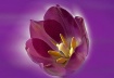 TULIP dressed in ...