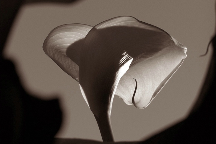 Intimate Calla