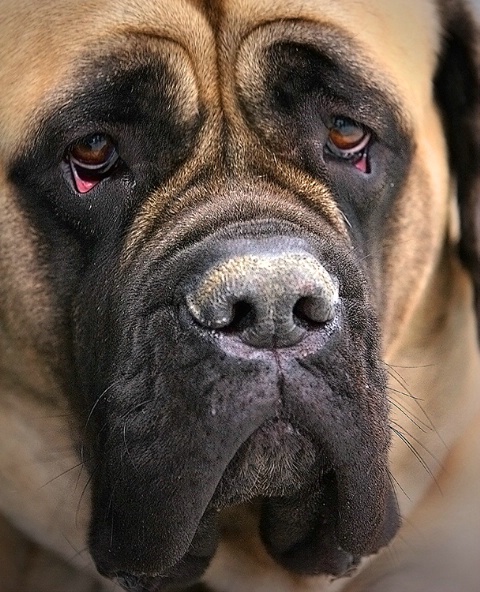 English Mastiff