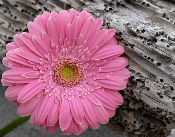 gerbera14