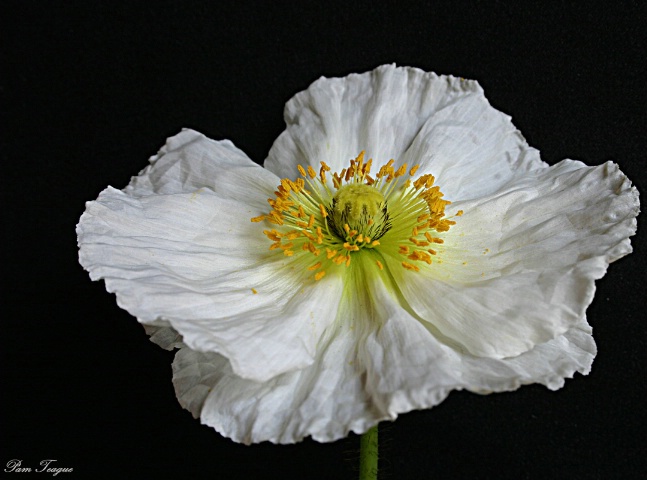 White Poppy