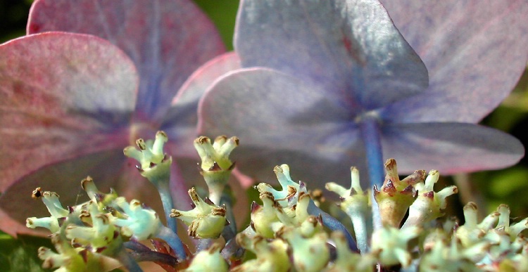 Hydrangea