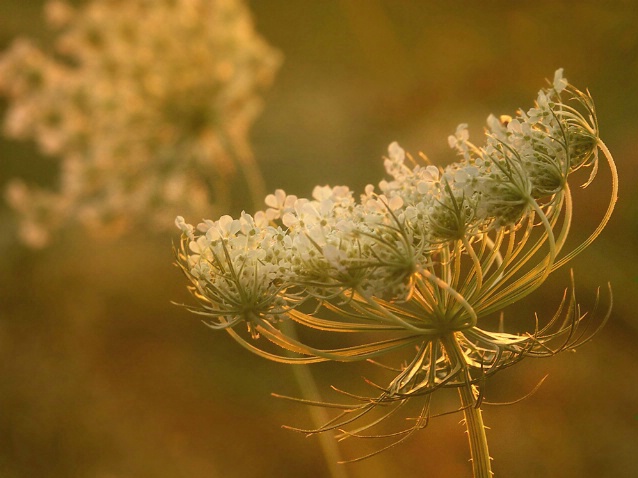 Lace At Sunset