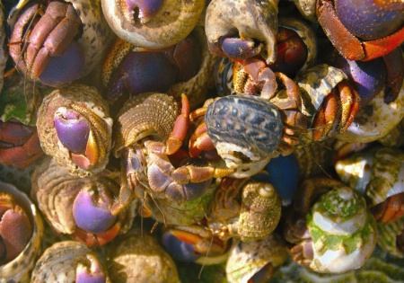 Crab Collage
