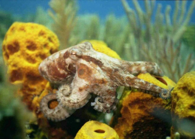 Baby Octopus - Dominica 2003