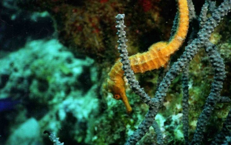 Orange Sea Horse - Dominica 2003