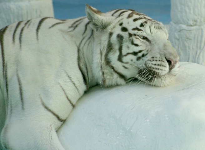 White Tiger Hug