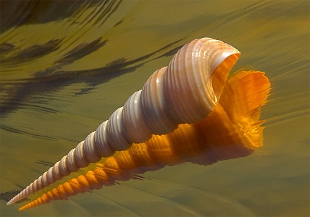 Turritella Shell