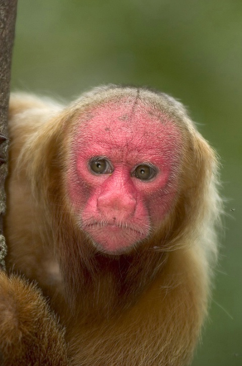 Uakari monkey II