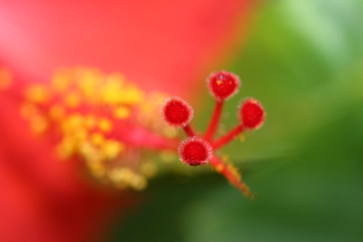 Hibiscus "Fuzz"