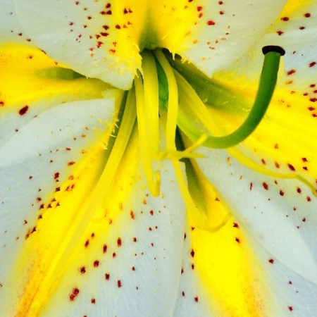 Ornamental Lily