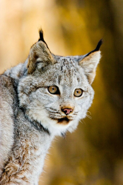 Canadian Lynx