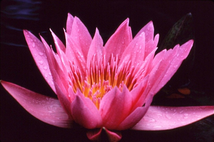 Pink Flower on Water