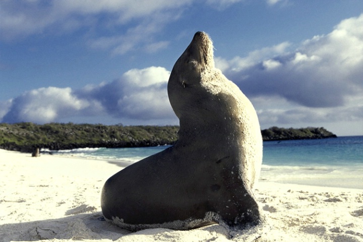 Sea Lion sunbathing, Galapagos Islands, Ecuador