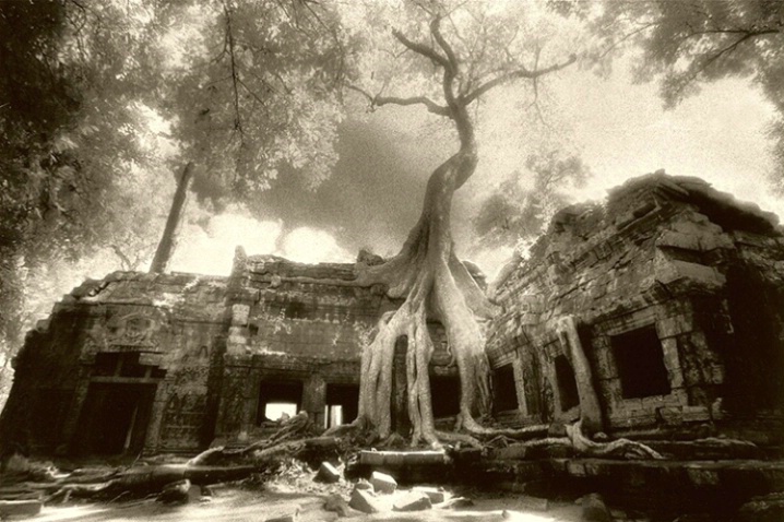 Ta Prohm Temple, Angkor Wat, Camobodia