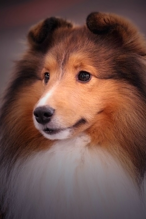 Sable Shetland Sheepdog