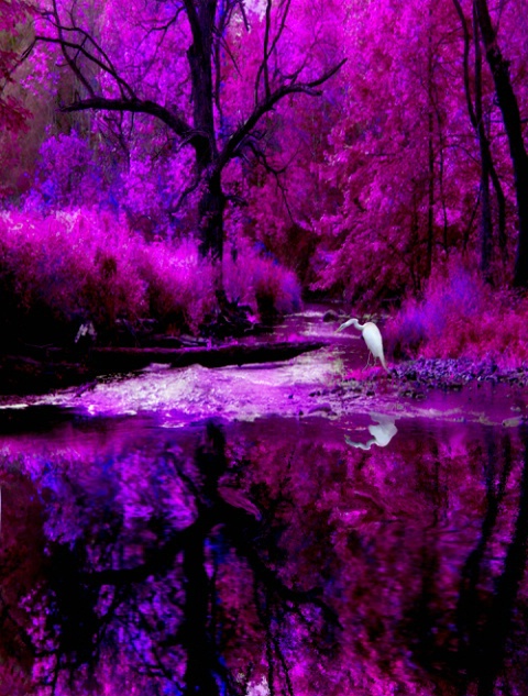Silk Creek in Magic Twilight (Pink, Purple&W)