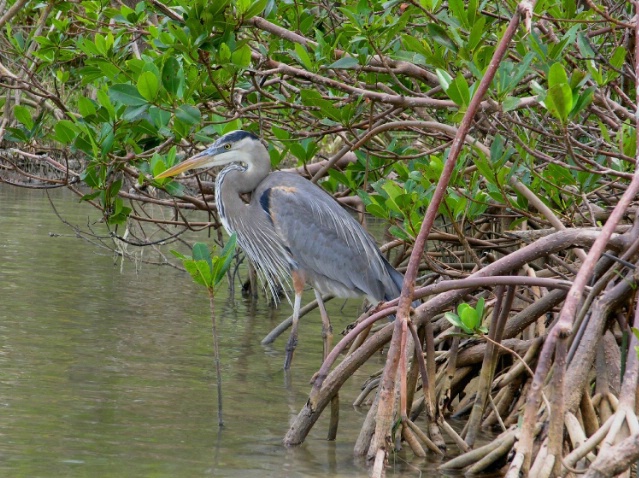 In The Mangroves
