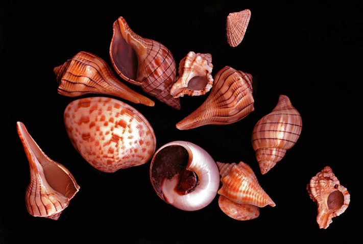 Seashells - ID: 1722684 © Michael Wehrman