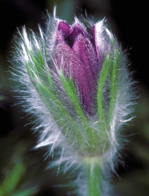 Purple Bud