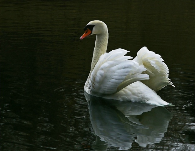 Swan Portrait