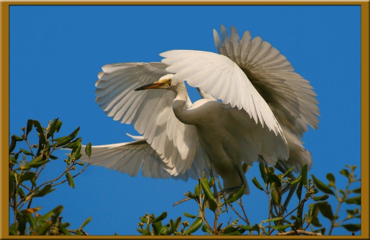 Four Wings Egret