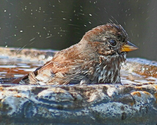 Splashing Sparrow - ID: 1724230 © Claudia/Theo Bodmer