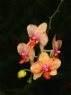 Erotic Orchids