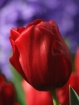 Right Tulip