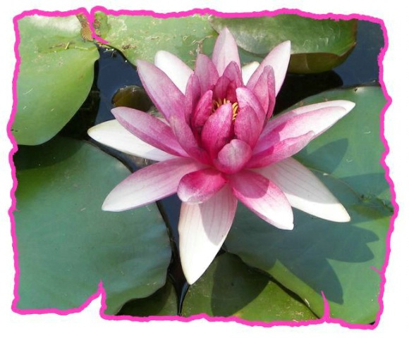Water-lilly in the Pink