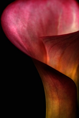 Calla