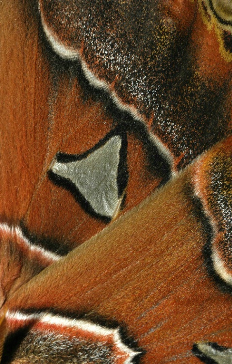 moth wing 2 - ID: 1729172 © Michael Cenci