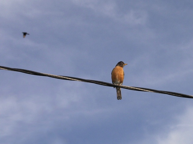 Bird on A Wire