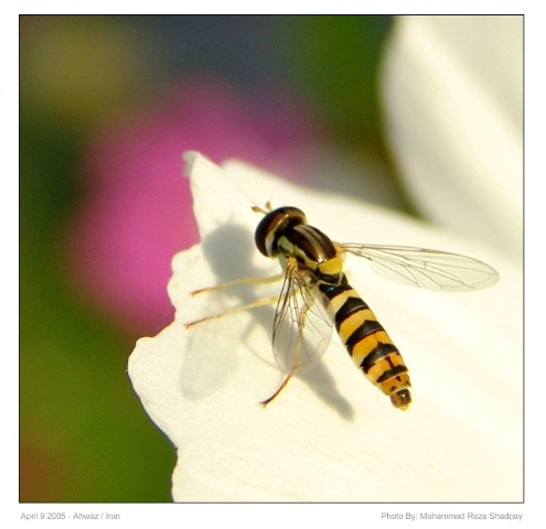 Bee 6