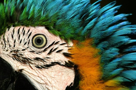 Macaw VI
