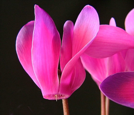 Paddles of Pink and Purple