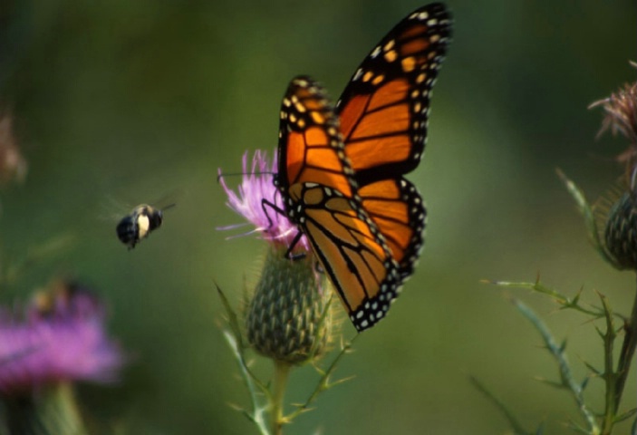 Butterfly and the Bee