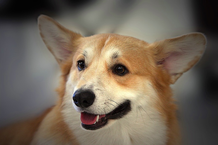 Pembroke  Welsh Corgi