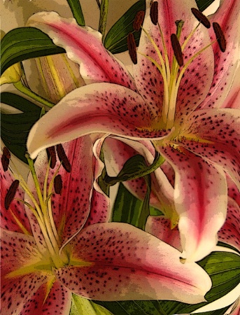 Oriental lilies