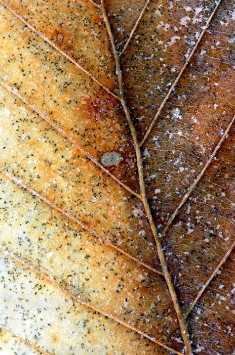 Icy Beech Leaf - ID: 1736079 © Karen L. Messick