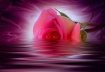 SUBMERGED ROSE