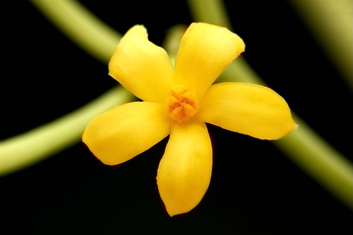 Yellow Miniature