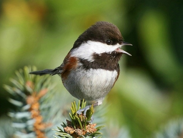 Singing Chickadee - ID: 1737722 © Janine Russell