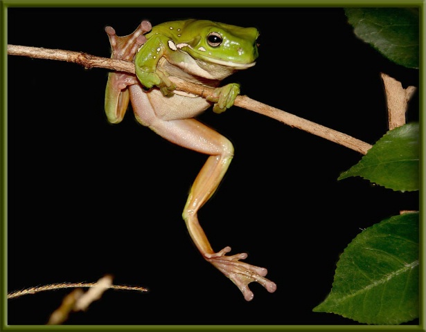 ...Green Tree Frog...