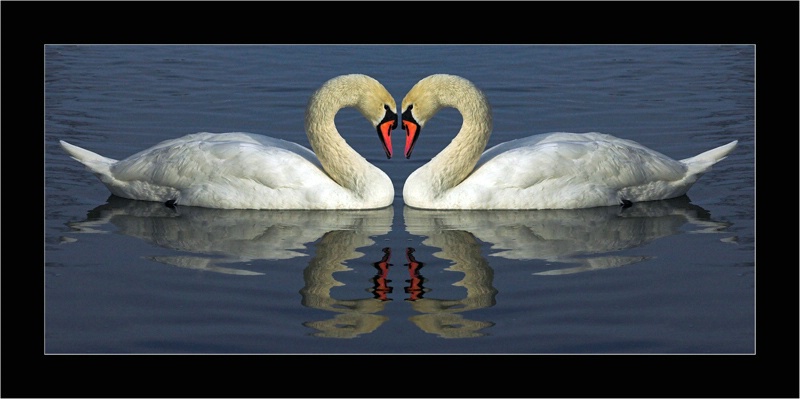 swan
