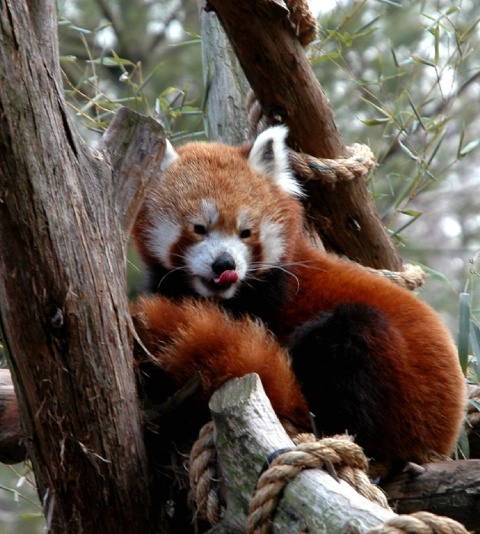 Red Panda