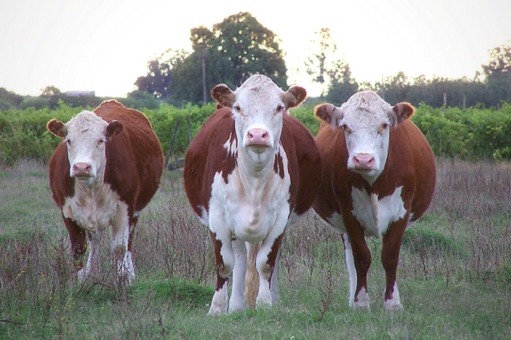 Three Cows