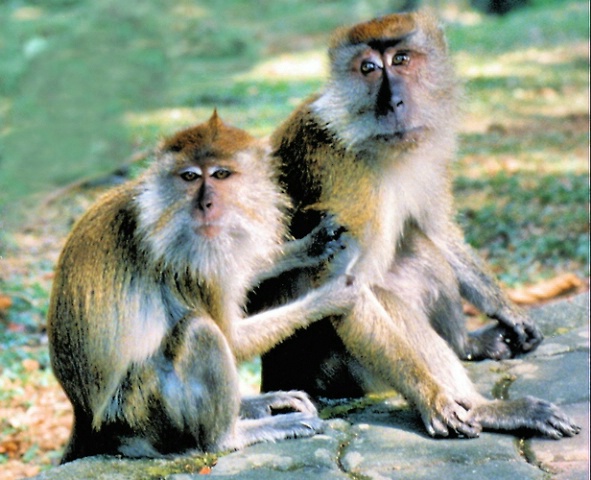 Monkey Pair