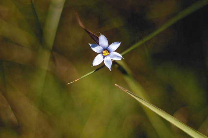 Blue-Eyed Grass